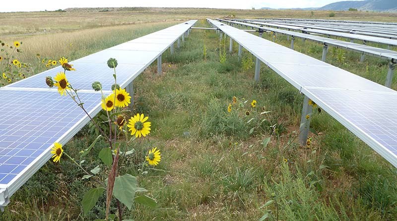 Solar Agrivoltaics 1 MW